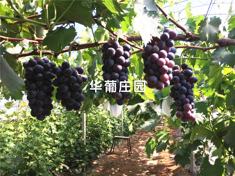 XCLP2-30T/35T/40T小噸位平面四柱液壓裁斷機 XCLP2-30T/35T/40T小噸位平面四柱液壓裁斷機